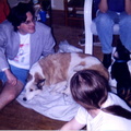 Dale consults with Koko and Nim about possible trivia answers, while Laurie looks on.
