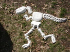 Dinosaur bones