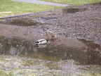 Ducks play in a flooded playground.
